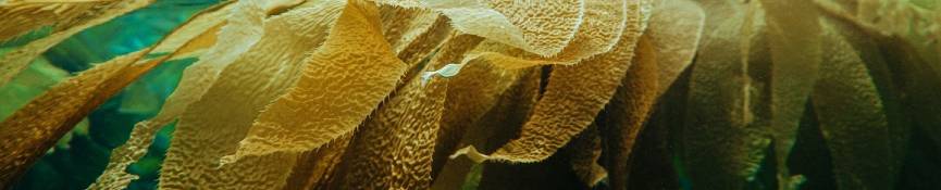 Algas marinas para la piel